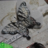 xDSCF1065
