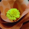 DSCF7215