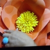 DSCF7233